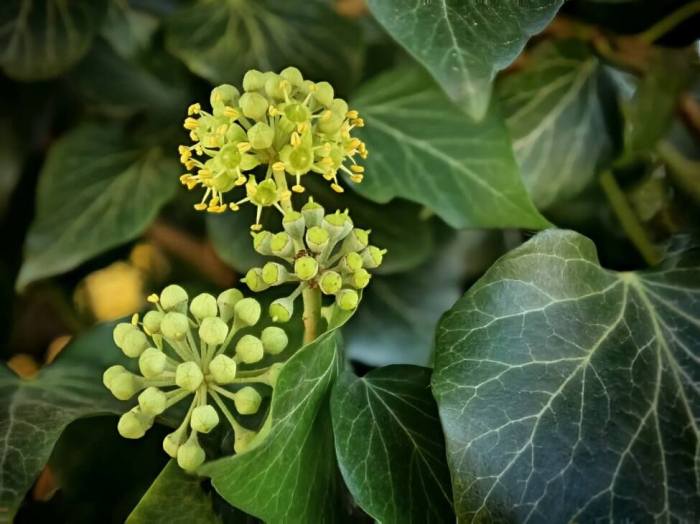 English Ivy Plant Flowers A Comprehensive Guide