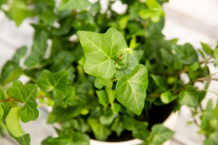 English ivy plant flowers