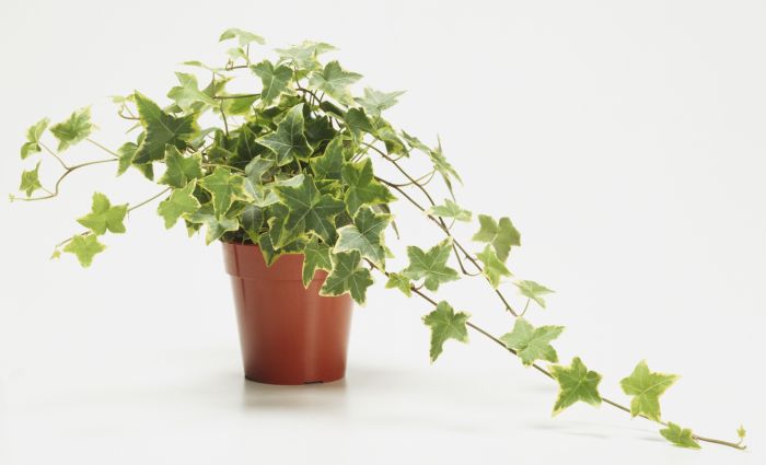 Ivy plants hedera helix purifying planten houseplants trailing zijn deze elle daarom een kamerplant matthew kamerplanten